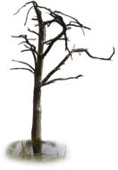 the old forgotten tree