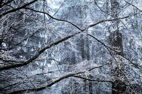 Tree Nature Background