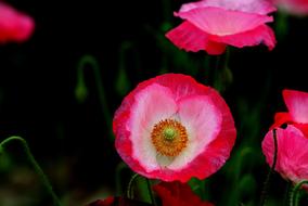 Flowers Nature Plants