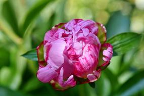 Peony Rose Bud