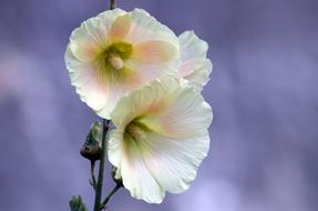 White Pink Flower