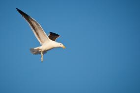Kelp Gull In Flight Cape