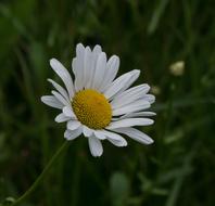 Flower Margherite Plant Blossom