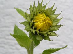 Garden Sunflower Flower