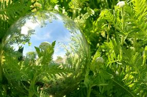 Plant Leaf Nature