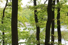Trees Lake Steinbach Dam