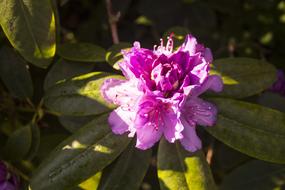 Blossom Bloom Spring Close