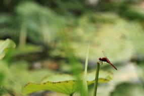 Dragonfly Lotus Leaf Pond