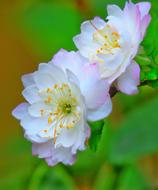 Flower Nature Plant Cherry