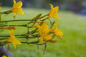 Nature Flower Plant