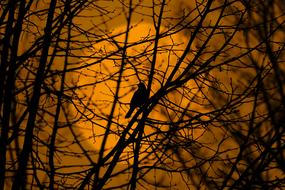 Background Tree Bird