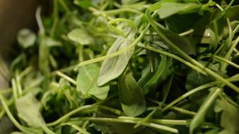 healthy aromatic leaves
