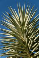 Plant Yucca Foliage