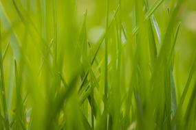 Grass Green Close-Up