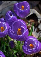 Flower Nature Garden