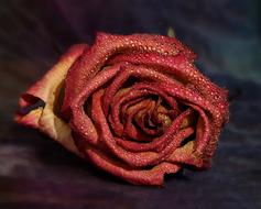 red flower in drops