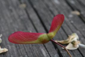 Wood Maple Seeds