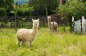 Alpaca Bright Coat Nature