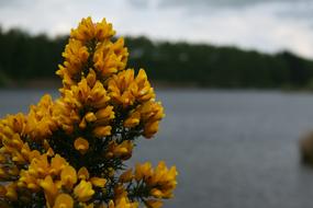 Flower Yellow Flowers
