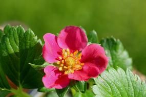 Strawberry Flower Flowering