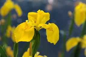 Swamp Iris Blossom Bloom