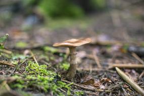 mushroom raw forest