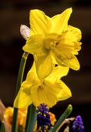 yellow flower by the house