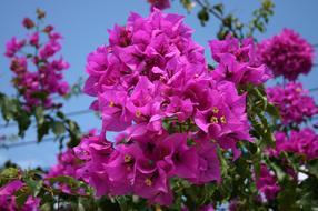 Flower Nature Garden