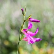 Gladiolus Italicus Common sword-lily