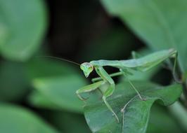 Insect Mantis Spring