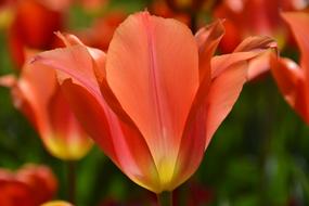 Nature Flower Tulip