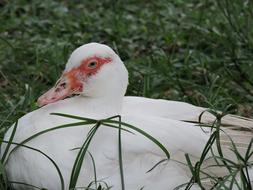 Nature Birds Outdoors