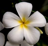 Frangipani Flower Bloom