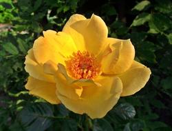 Flower Rose Yellow