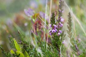 Heather Pink Flower Alpine Flowers