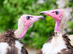 Vultures Hooded Bird