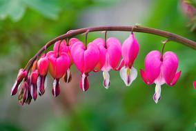 Nature Flowers Bleeding Heart