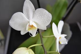 white flower in water drops