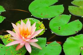Pond Lotus Aquatic Plants