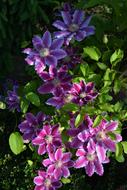 Clematis Flowers Purple
