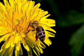 a small insect on a yellow flower.