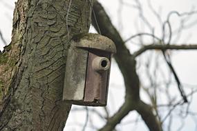 green log with a feeder