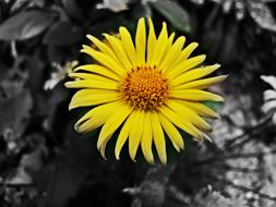 Flower Nature Spring