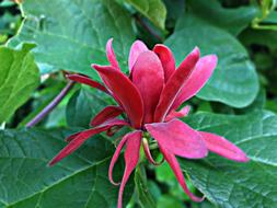 Nature Beauty Flower