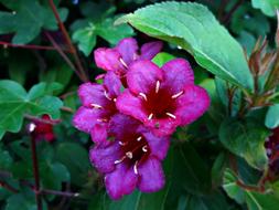 Nature Beauty Flower