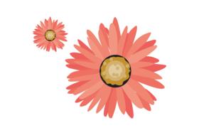 flower nature blossom floral