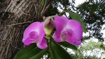 Orchid Blossoming