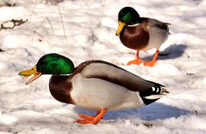 funny colored ducks in the snow
