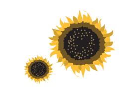 sun flower nature yellow sun flora