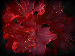 color red fractalius azalea flower